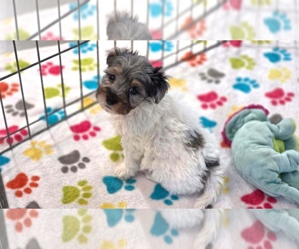 Medium Photo #2 Havapoo Puppy For Sale in ORO VALLEY, AZ, USA
