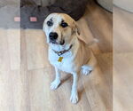Small #1 Labrador Retriever Mix