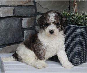 Poodle (Miniature) Puppy for sale in FREDERICKSBURG, OH, USA