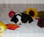 Small Photo #3 Miniature Bernedoodle Puppy For Sale in NEWTON, IL, USA