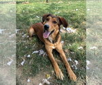 Small Photo #3 Mutt Puppy For Sale in Evansville, IN, USA