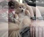 Small Photo #4 Pomeranian Puppy For Sale in St. Louis Park, MN, USA