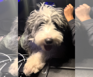 Cattle Doodle Puppy for sale in GAINESVILLE, FL, USA