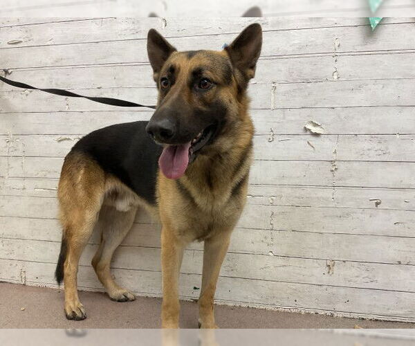 Medium Photo #1 German Shepherd Dog Puppy For Sale in San Bernardino, CA, USA