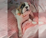 Small Photo #20 French Bulldog Puppy For Sale in W LINN, OR, USA