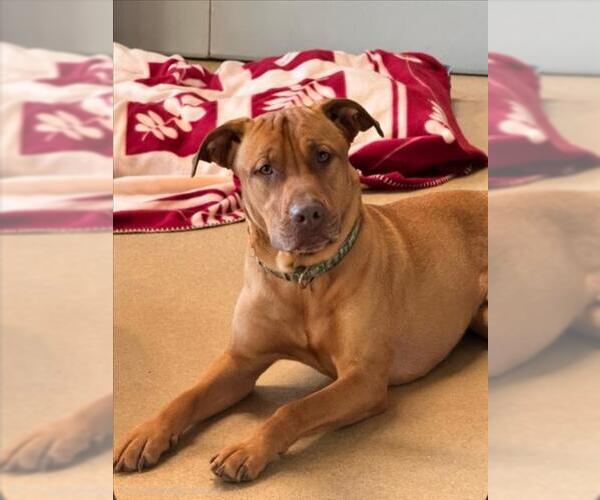 Medium Photo #1 Black Mouth Cur-Chinese Shar-Pei Mix Puppy For Sale in Derwood, MD, USA