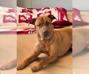 Black Mouth Cur-Chinese Shar-Pei Mix Dogs for adoption in Derwood, MD, USA