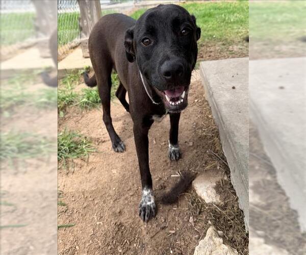 Medium Photo #2 Mutt Puppy For Sale in Conroe, TX, USA