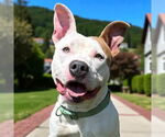 Small #10 American Pit Bull Terrier