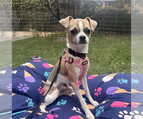 Medium Photo #1 Chug Puppy For Sale in Santa Clara, CA, USA