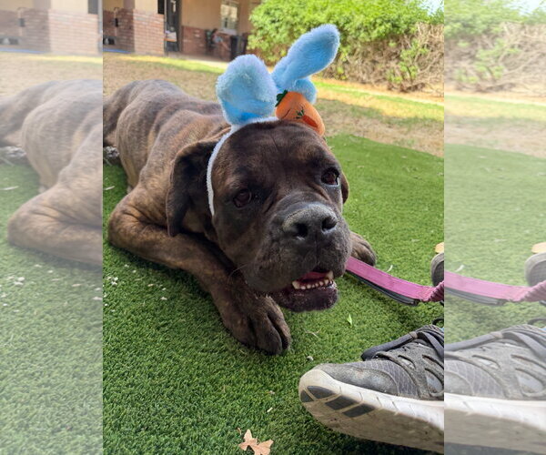 Medium Photo #1 Mutt Puppy For Sale in Goodyear, AZ, USA