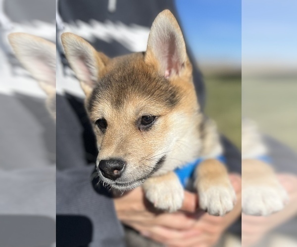 Full screen Photo #2 Shiba Inu Puppy For Sale in COLORADO SPRINGS, CO, USA