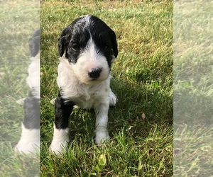 Bernedoodle-Sheepadoodle Mix Puppy for sale in BEXLEY, OH, USA