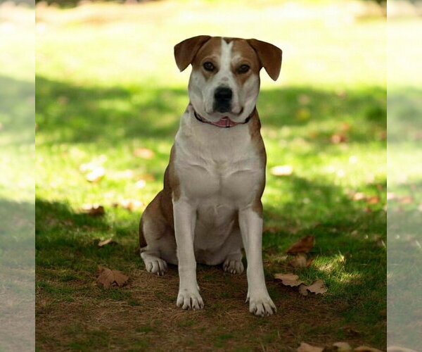 Medium Photo #2 American Staffordshire Terrier-Labrador Retriever Mix Puppy For Sale in Holly Springs, NC, USA