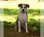 Small #1 American Staffordshire Terrier-Labrador Retriever Mix