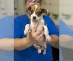 Small #1 Boxer Mix