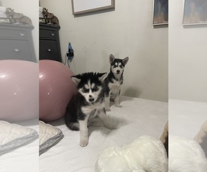 Siberian Husky Puppy for sale in ROWLAND HEIGHTS, CA, USA