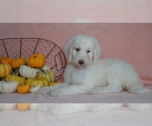 Sheepadoodle Puppy for sale in FREDERICKSBG, OH, USA