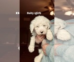 Small Old English Sheepdog