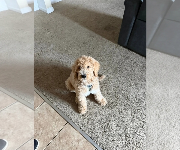 Medium Photo #1 Goldendoodle Puppy For Sale in BATON ROUGE, LA, USA