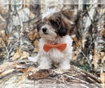 Small #4 ShihPoo