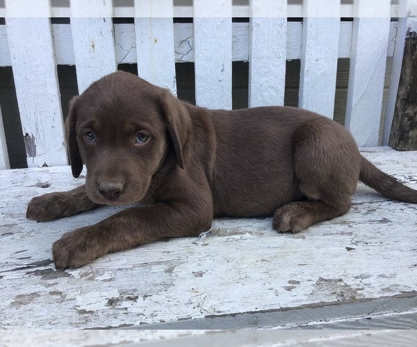 Medium Photo #1 Labrador Retriever Puppy For Sale in SHILOH, OH, USA