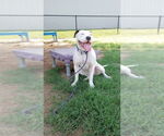 Small American Pit Bull Terrier