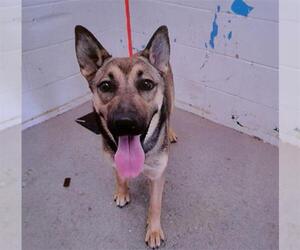 German Shepherd Dog Dogs for adoption in San Bernardino, CA, USA