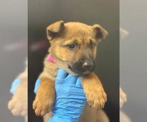 German Shepherd Dog-Unknown Mix Dogs for adoption in Visalia, CA, USA