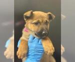 *HONEY BUNCHES - Female German Shepherd Dog-Unknown Mix Dog for Adoption - Small photo