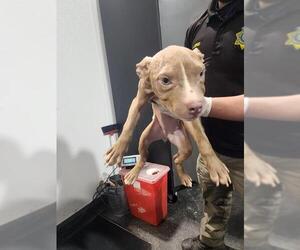 Mutt Dogs for adoption in Bakersfield, CA, USA