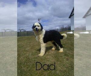 Father of the Sheepadoodle puppies born on 08/11/2020