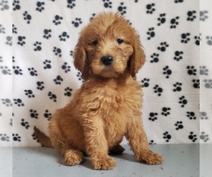 Medium Goldendoodle