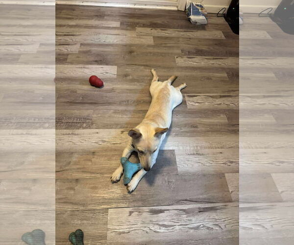 Medium Photo #3 Chihuahua-Unknown Mix Puppy For Sale in Virginia Beach, VA, USA