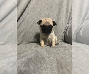 Pug Puppy for sale in GAINESVILLE, MO, USA