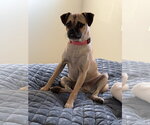 Small #1 Pug Mix