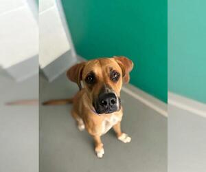Rhodesian Ridgeback-Unknown Mix Dogs for adoption in Visalia, CA, USA