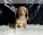 Small #6 Dachshund