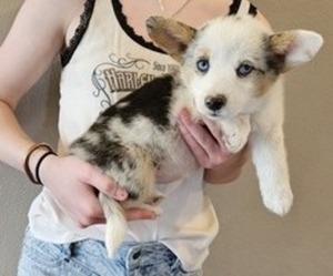 Pembroke Welsh Corgi Puppy for sale in MILTON, WI, USA