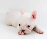 Small Photo #6 French Bulldog Puppy For Sale in BRANDON, FL, USA
