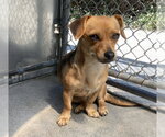 Small #4 Chiweenie