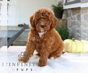 Goldendoodle (Miniature) Puppy for sale in EPHRATA, PA, USA