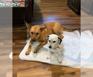 Roxy - Female Mutt Dog for Adoption - Photo #3