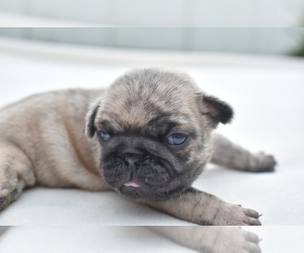 Medium Photo #3 Pug Puppy For Sale in PALM COAST, FL, USA