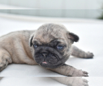 Small #2 Pug