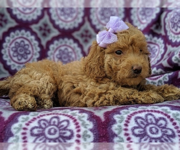 Medium Photo #5 Goldendoodle-Poodle (Miniature) Mix Puppy For Sale in LANCASTER, PA, USA
