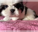 Small #6 Shih Tzu