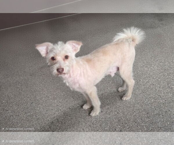 Medium Photo #1 Maltese-Unknown Mix Puppy For Sale in Spring, TX, USA