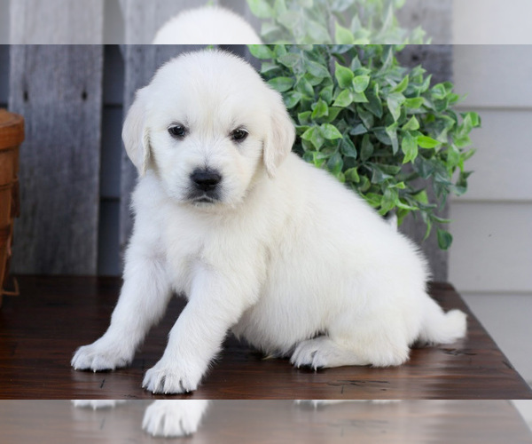 Medium Photo #3 English Cream Golden Retriever Puppy For Sale in NAPPANEE, IN, USA