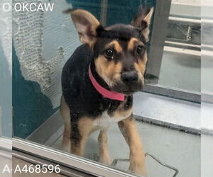 American Pit Bull Terrier-German Shepherd Dog Mix Dogs for adoption in Oklahoma City, OK, USA